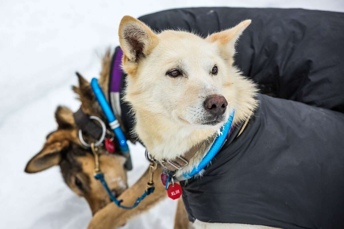 2015 Iditarod Trail Sled Dog Race