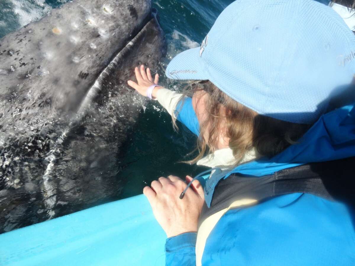 Gray whales, mothers and young, often allow themselves to be petted by whale watchers in Baja's Laguna San Ignacio.  The whales mate and give birth in the salty, 220,000 acre lagoon, and then migrate 4,000 miles up the Pacific Coast to feeding grouns in Alaska's Bering Strait and Chukchi Sea.