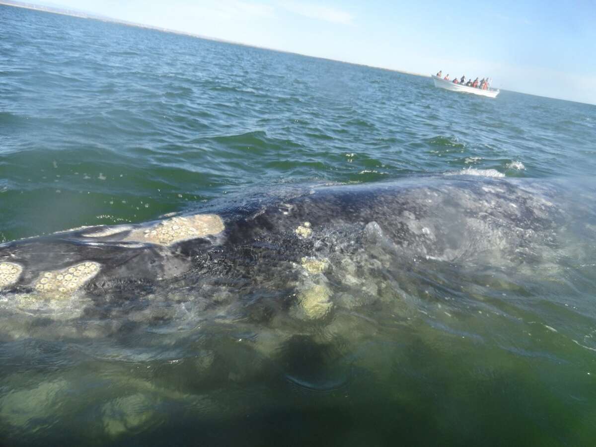 Gray whales surface next to a whale watching boat near Laguna San Ignacio, Mexico in the Pacific Ocean.