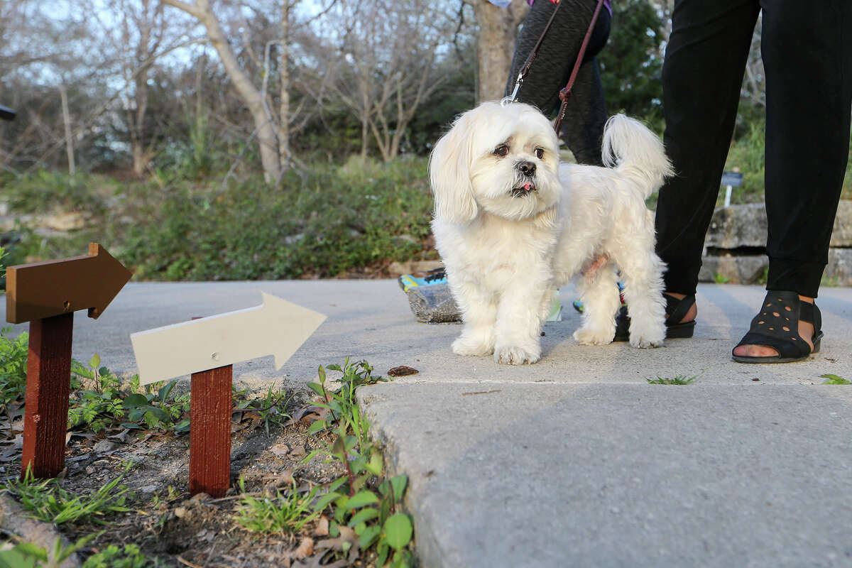 Gizmo, a 12-year-old Shih Tzu mixed with Lahso Apso, was one of the 15 tour guides in the spring 2015 Art in the Garden installment at the San Antonio Botanical Garden. The exhibits were presented by the Blue Star Contemporary Art Museum.