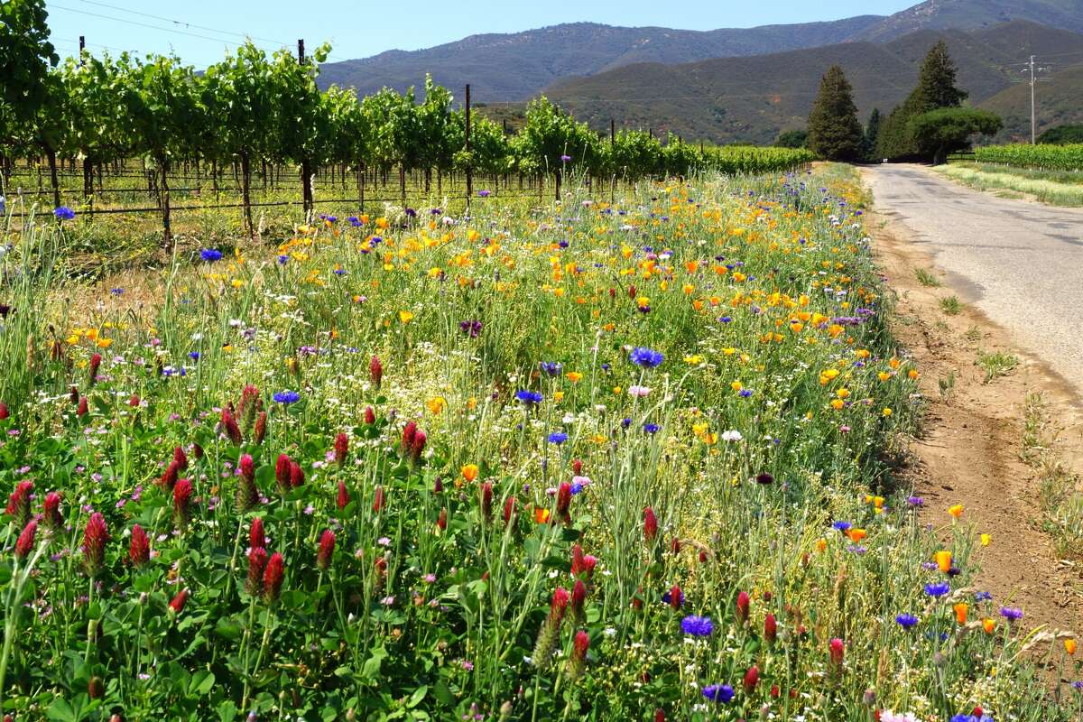 The Central Coast’s earth-friendly wineries