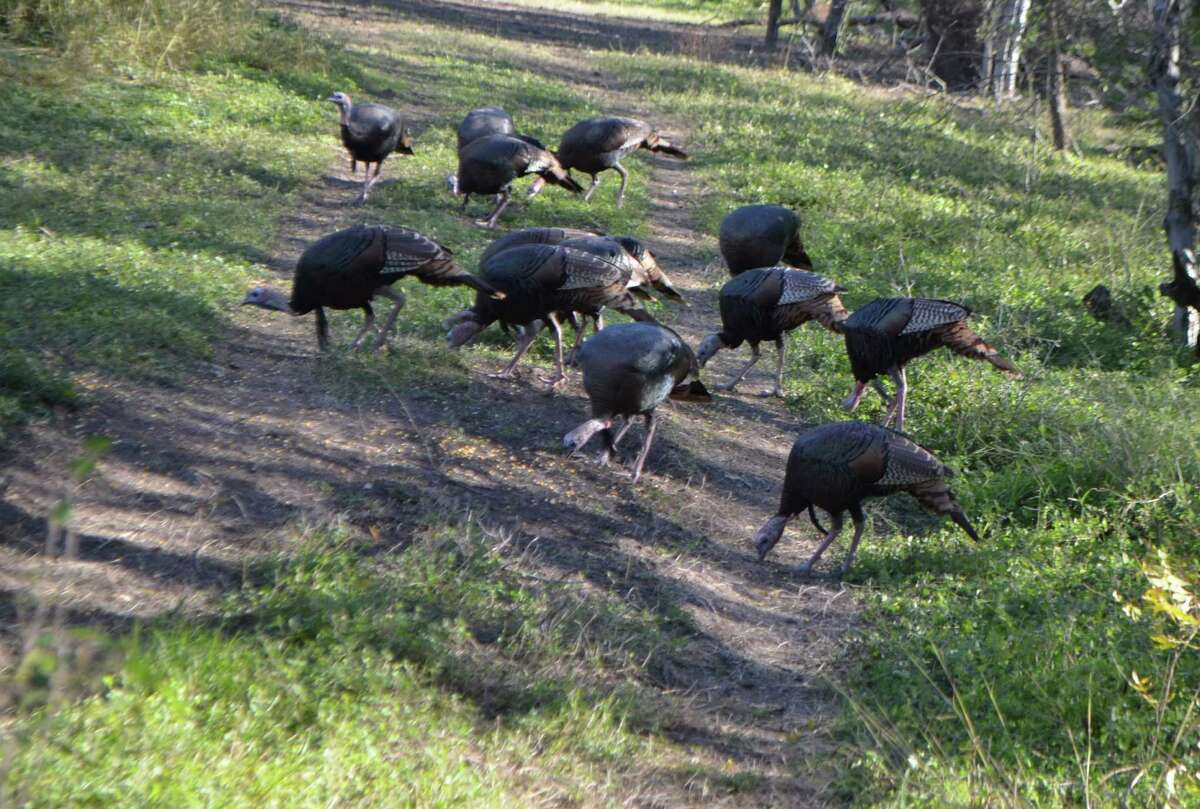 Spring forecast promising for big turkeys