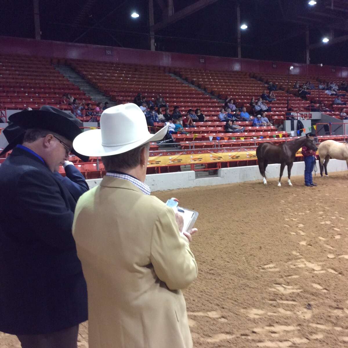 Quarter horses 'They can run, they can jump — and they can play polo'