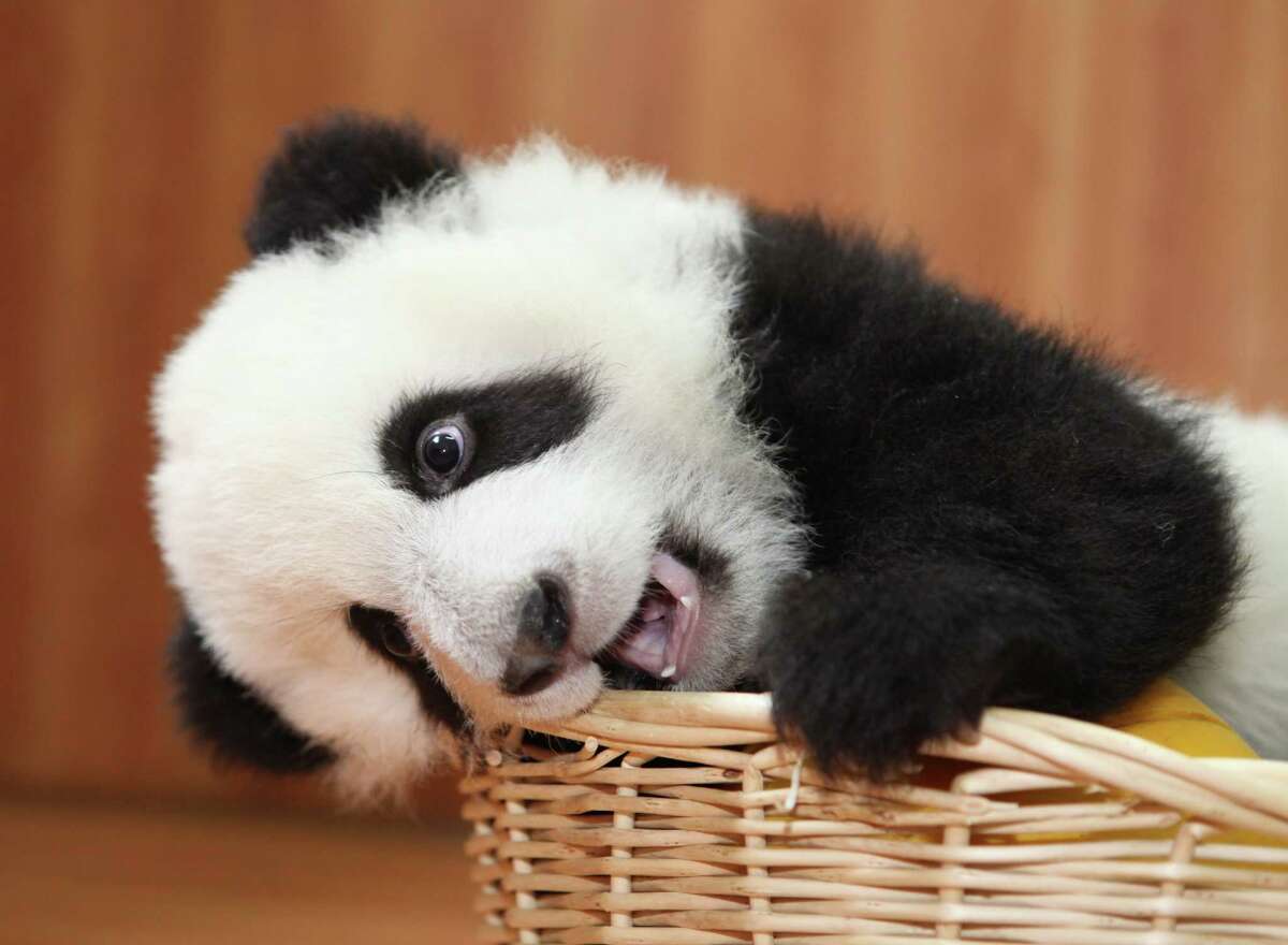 cutest baby panda in the world
