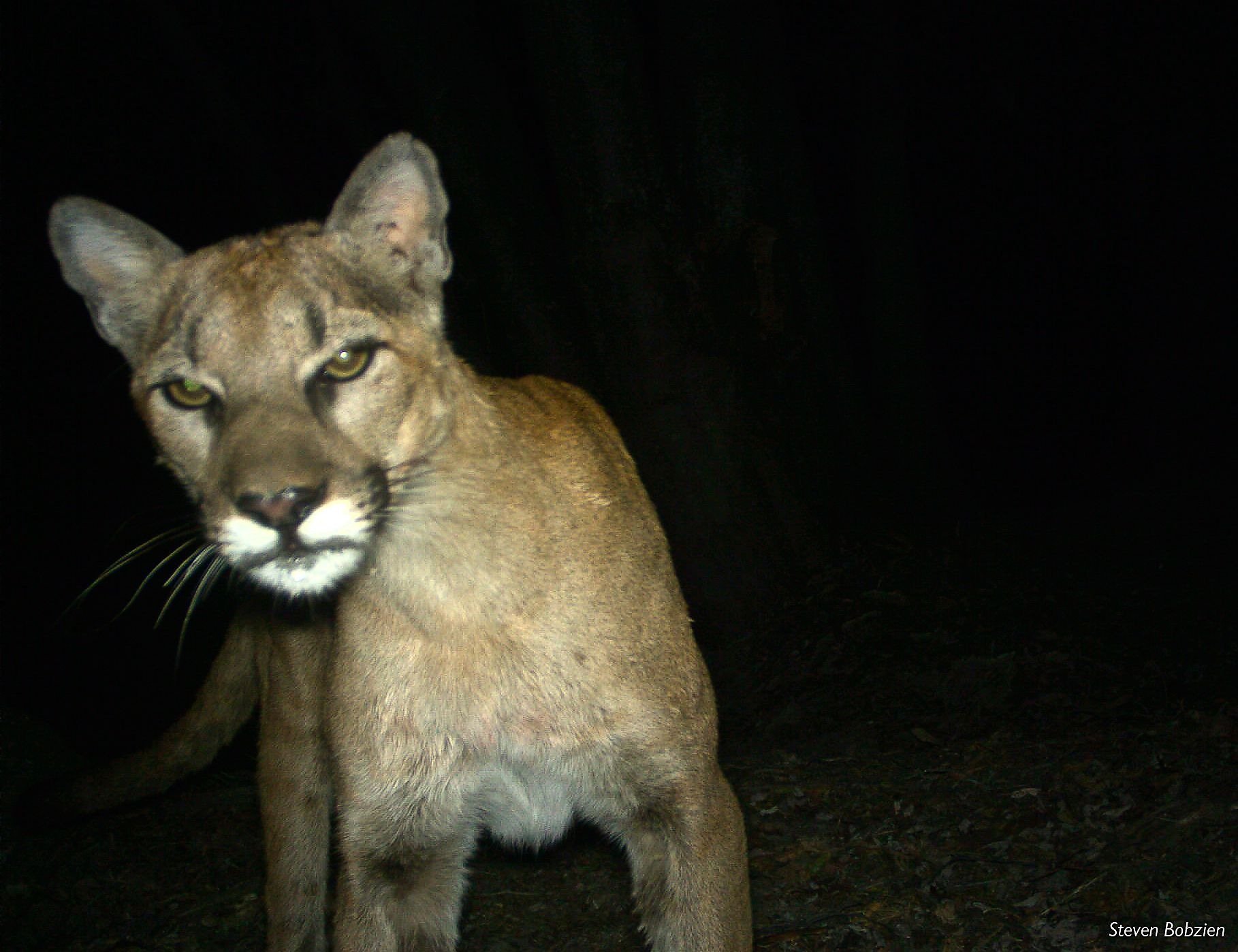 Study Finds Mountain Lions Are Feasting On House Pets Sfgate