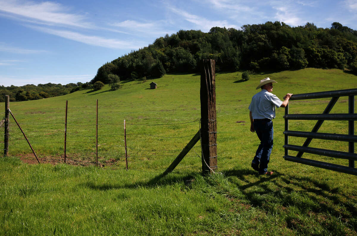Todd Swickard checks on a recent mow job to get rid of the invasive purple star thistle at Green Valley Ranch in Napa, where he leases range land for his Five Dot Ranch cattle. Five Dot raises grass-fed beef using sustainable methods.
