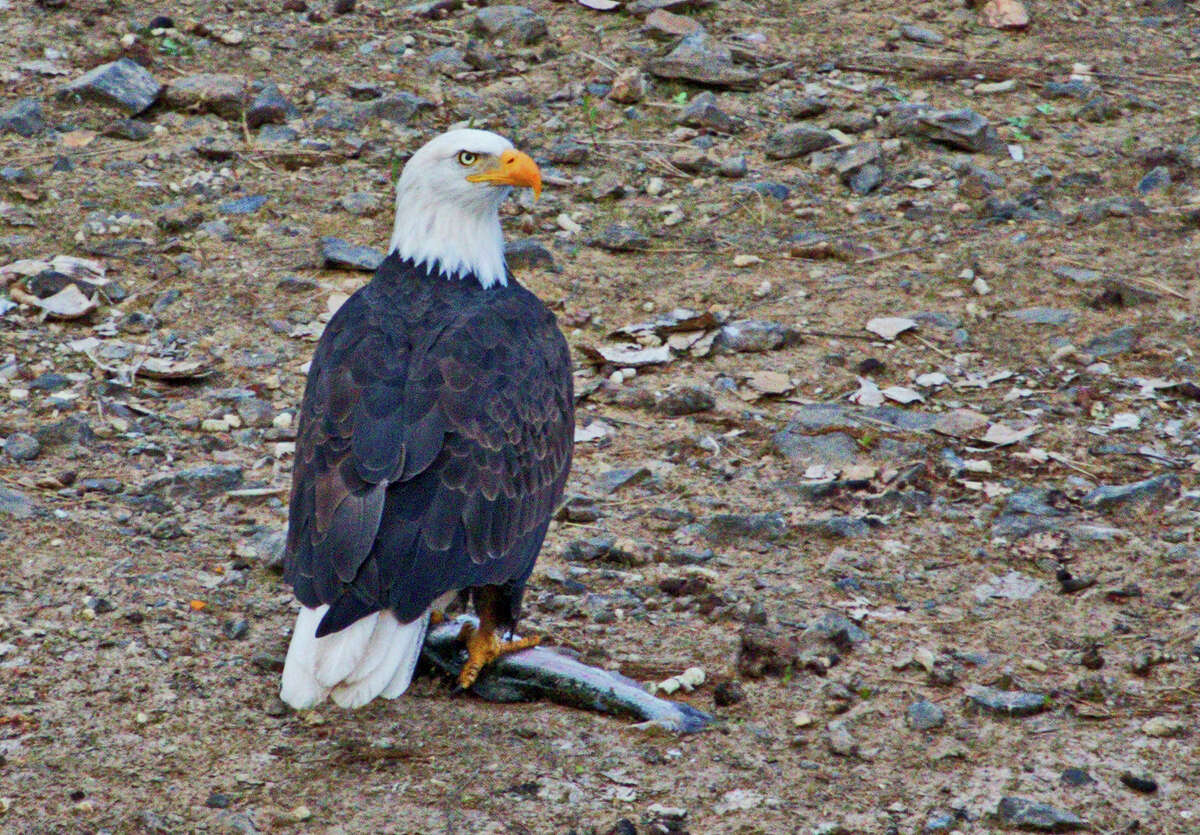 California Offers Many Opportunities To See Bald Eagles