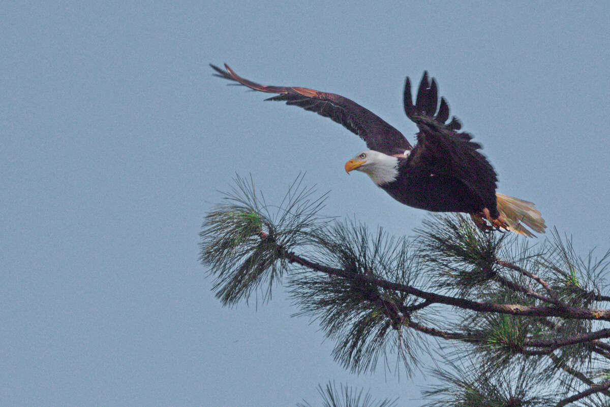 California offers many opportunities to see bald eagles