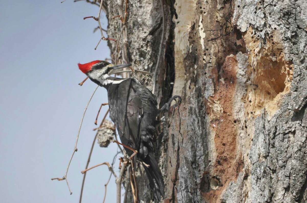 A pileated woodpecker clings to the side of a dead tree the bird is pecking, in New Ashford, Mass., on Sunday, March 22, 2015.
