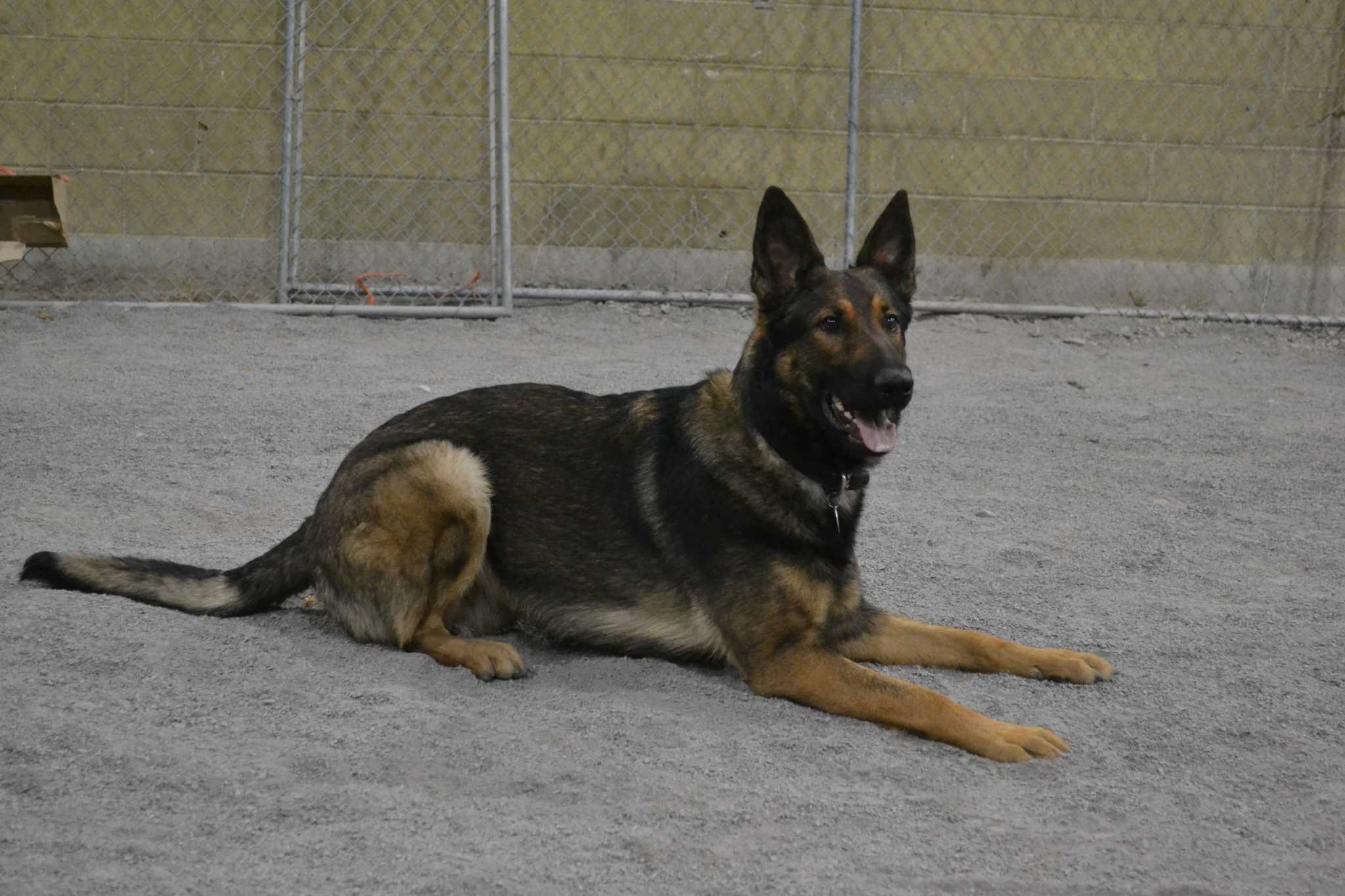 Albany hosts national K-9 competition