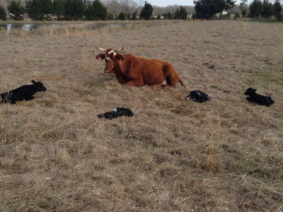A cow in De Kalb gave birth to four healthy calves recently. This is a rare event for cattle.