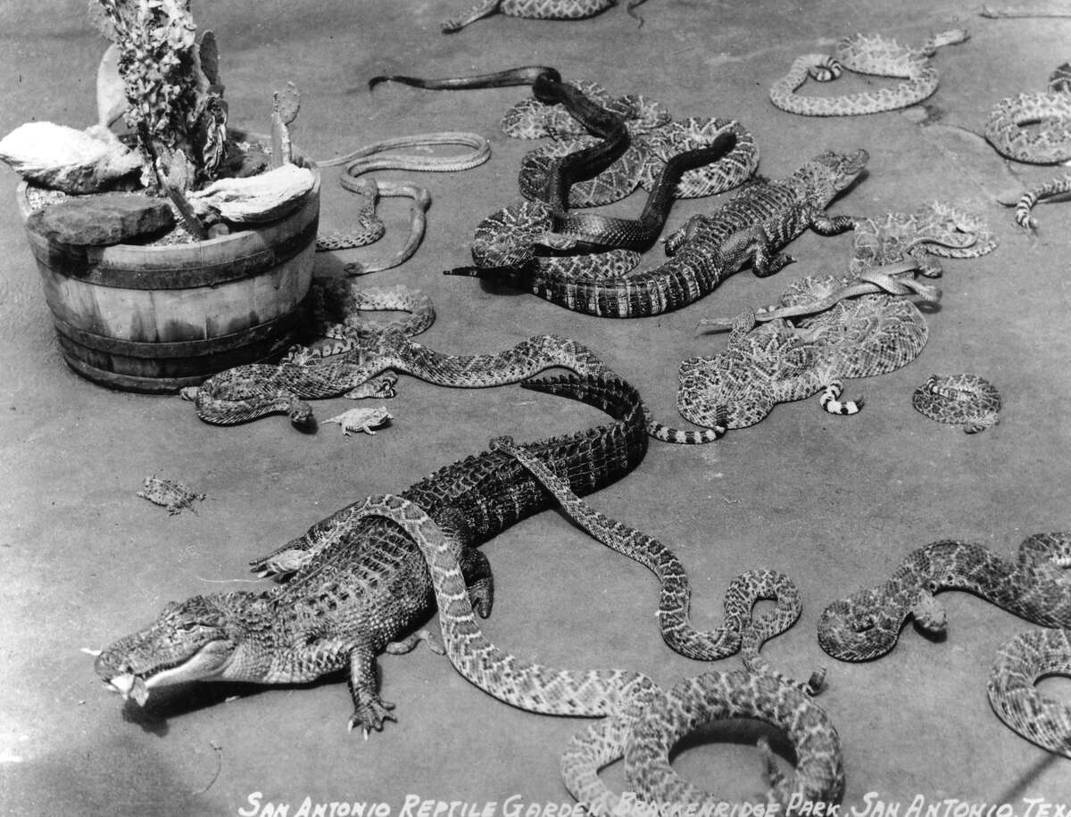 Alligator Garden Alligators, snakes and horned toads all shared space at the Reptile Gardens in Brackenridge Park. The Reptile Garden opened in 1933, and the Alligator Garden replaced it in 1950. The city operated it until it closed in 1975.