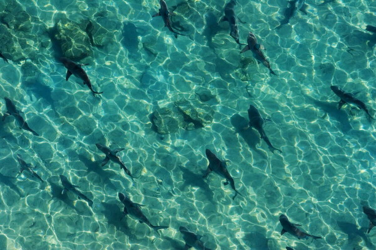 Feeding Frenzy Footage Shows Hundreds Of Sharks In The Gulf