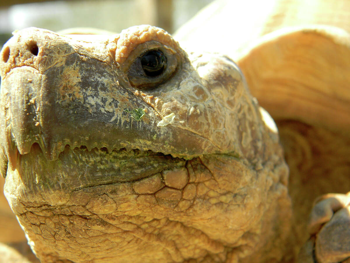 An African spurred tortoise gets up close and personal at the South Texas Botanical Gardens and Nature Center.
