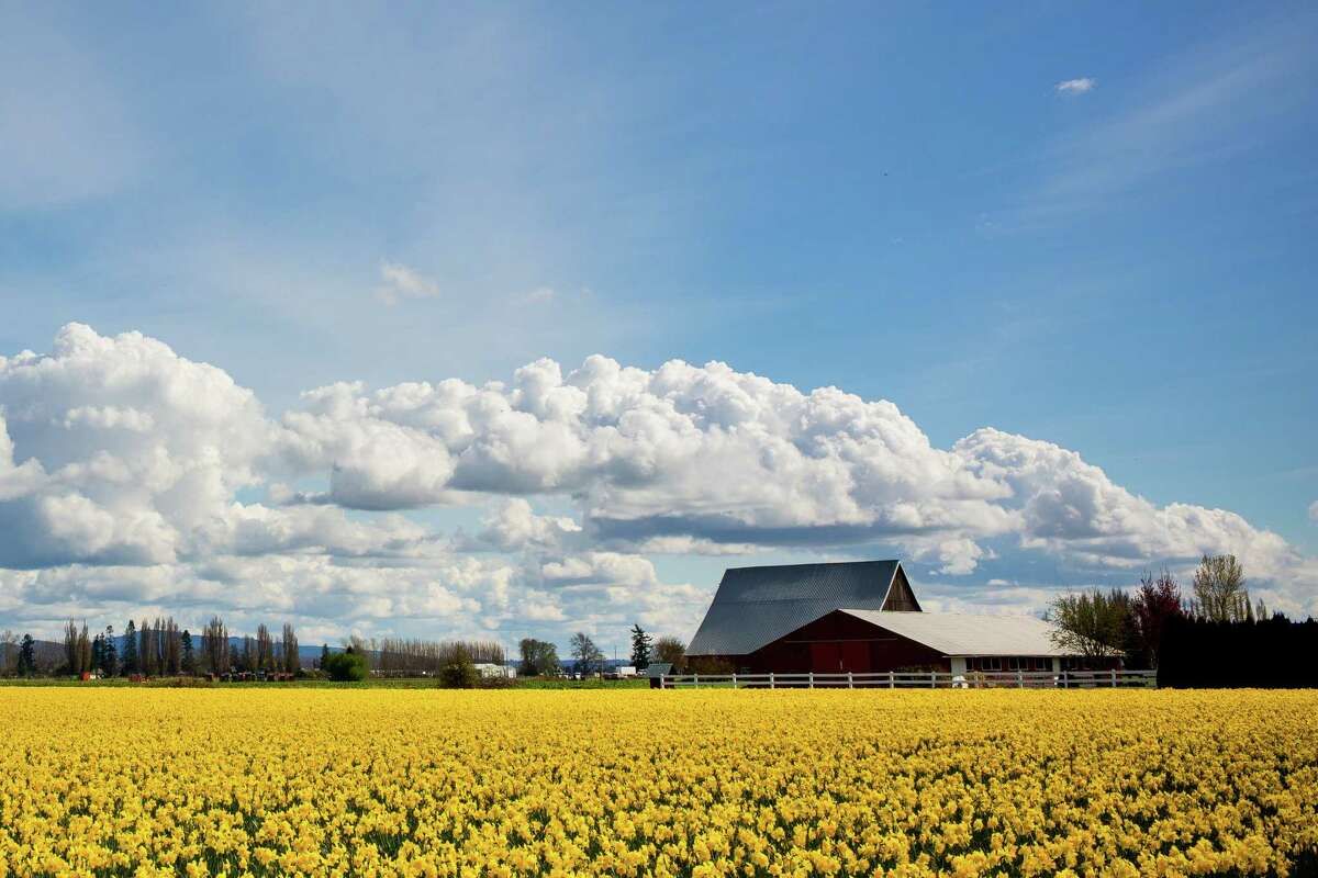 La Conner Daffodil Festival 2015