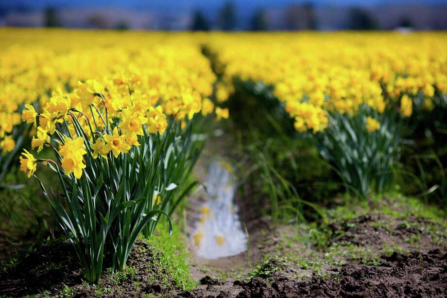 La Conner Daffodil Festival 2015