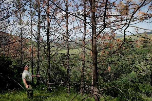 Bark Beetles Ravaging Drought Stricken Forests In California
