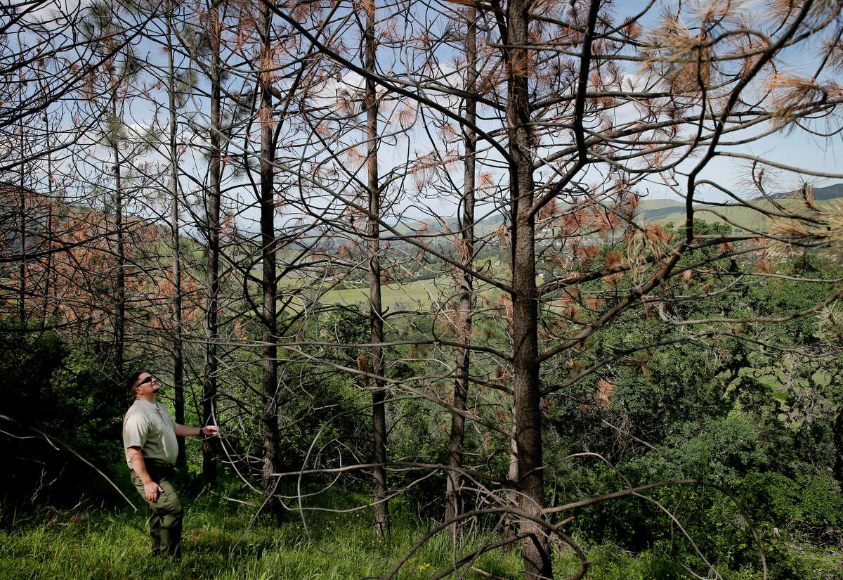 California Parks Superintendent Ryen Goering looked up at a stand of dying pine trees on the eastern slope of Mount Diablo.