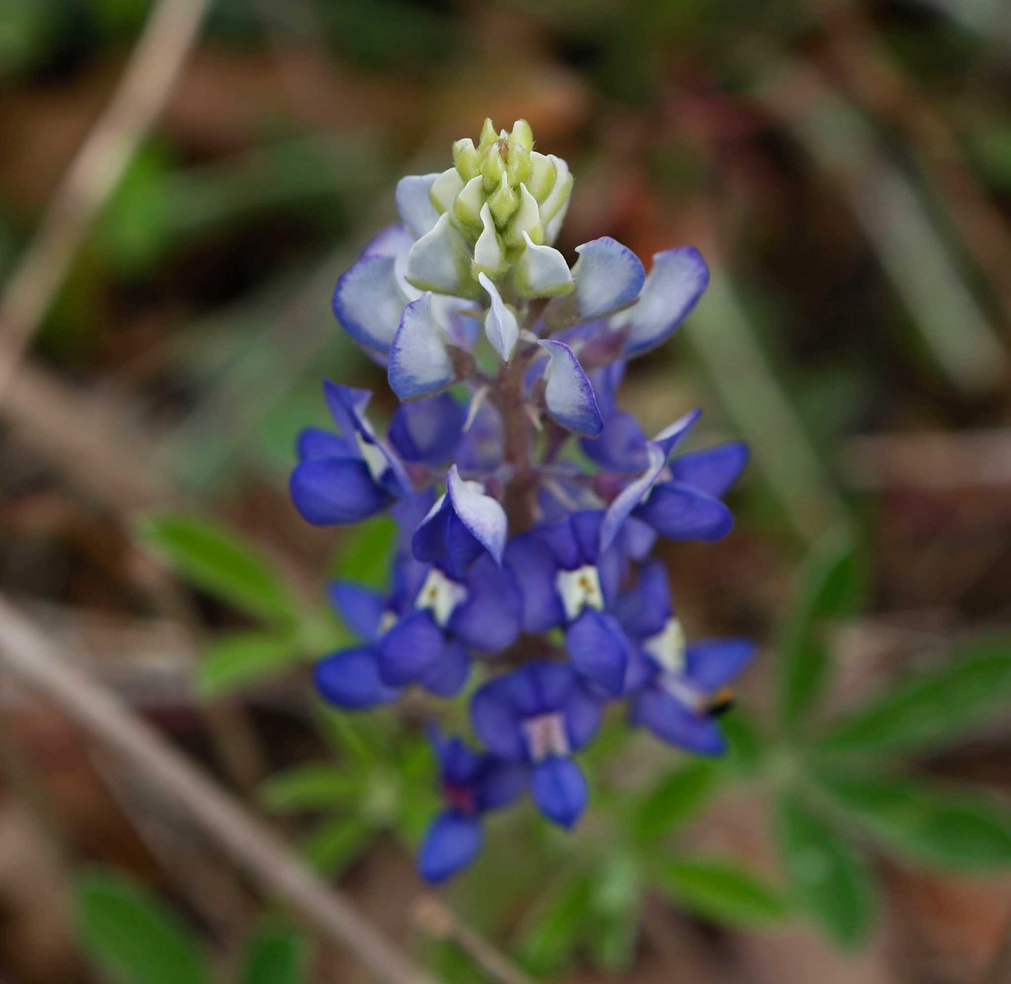 texas-bluebonnet-season-is-in-full-bloom