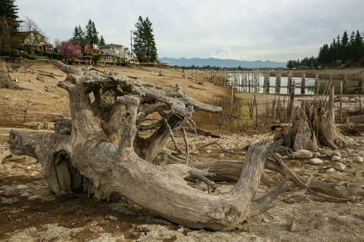 Drained Lake Tapps exposes underwater forests, lost items