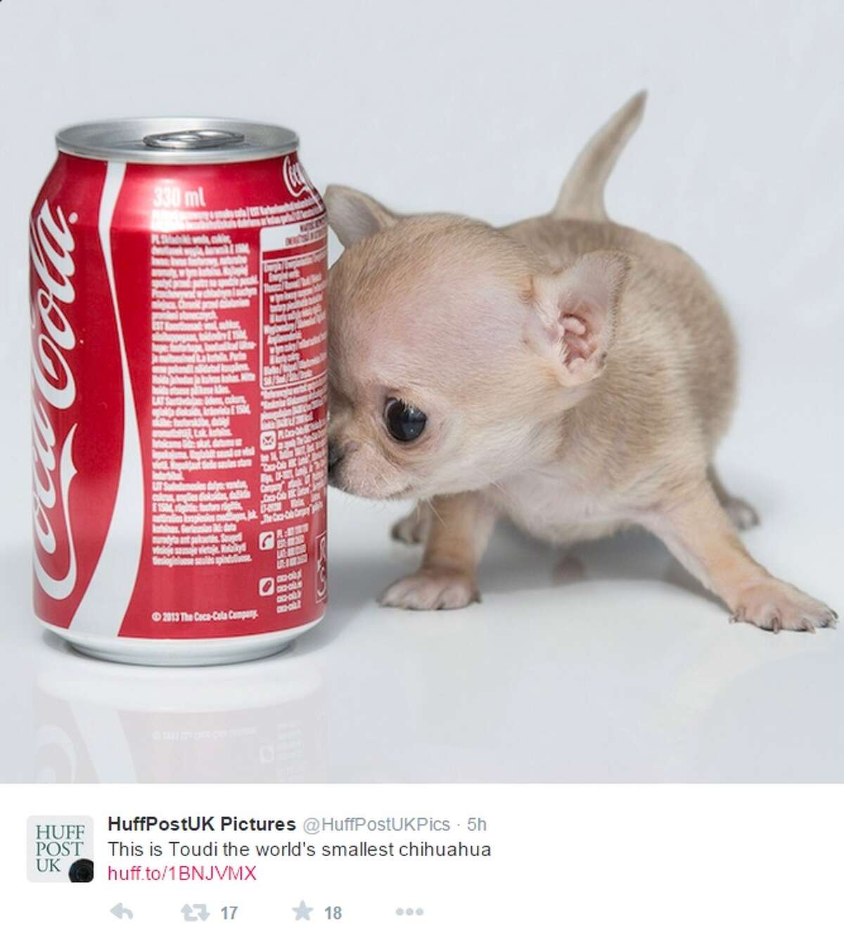 This screenshot from Twitter shows Toudi, a Chihuahua from Poland, who could be the smallest dog in the world, weighing in at 300 grams and standing 7-centimeters tall. At 12-weeks old, the pooch is smaller than a can of soda and fits in the palm of a hand.