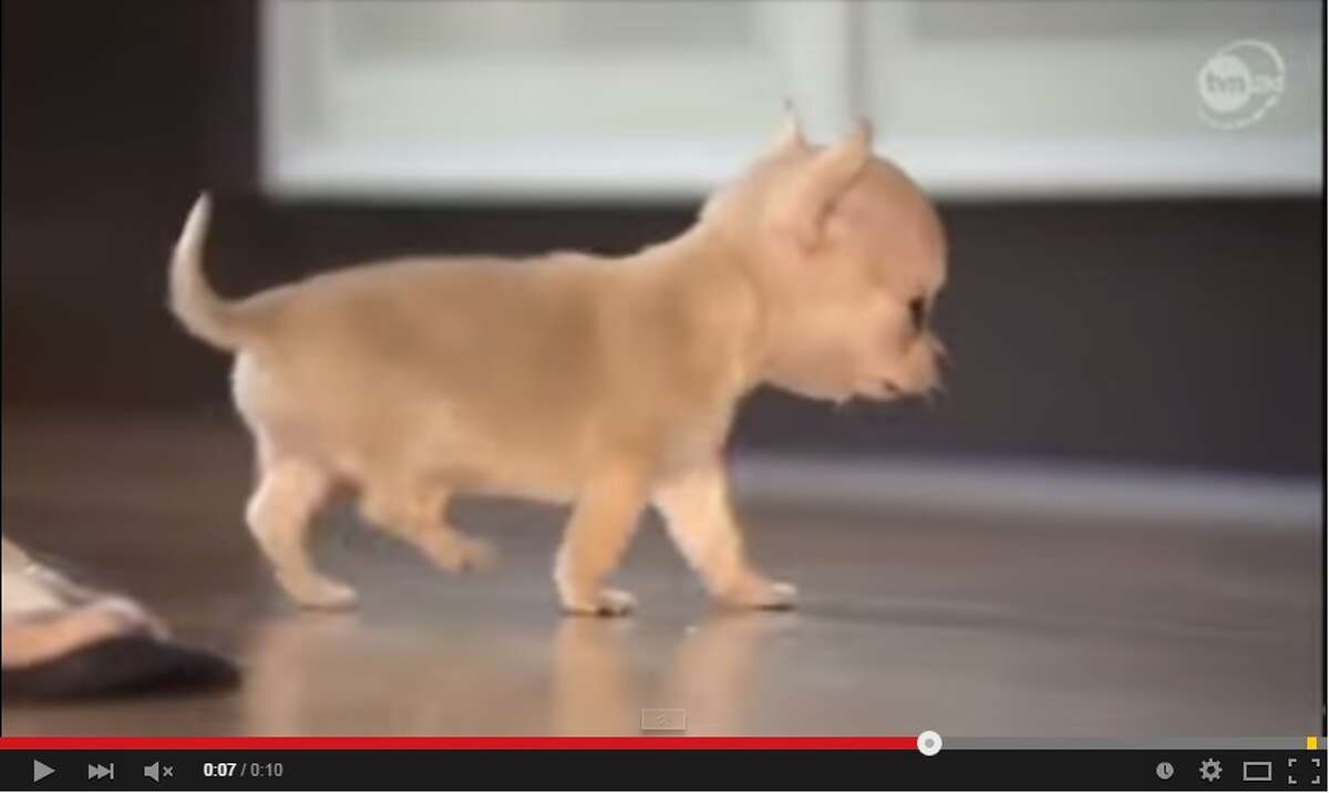 This screenshot from YouTube shows Toudi, a Chihuahua from Poland, who could be the smallest dog in the world, weighing in at 300 grams and standing 7-centimeters tall. At 12-weeks old, the pooch is smaller than a can of soda and fits in the palm of a hand.