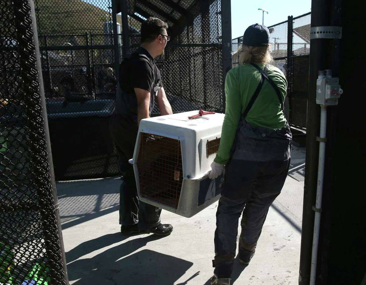 Marine Mammal Center Celebrates 40th By Saving Sea Lions