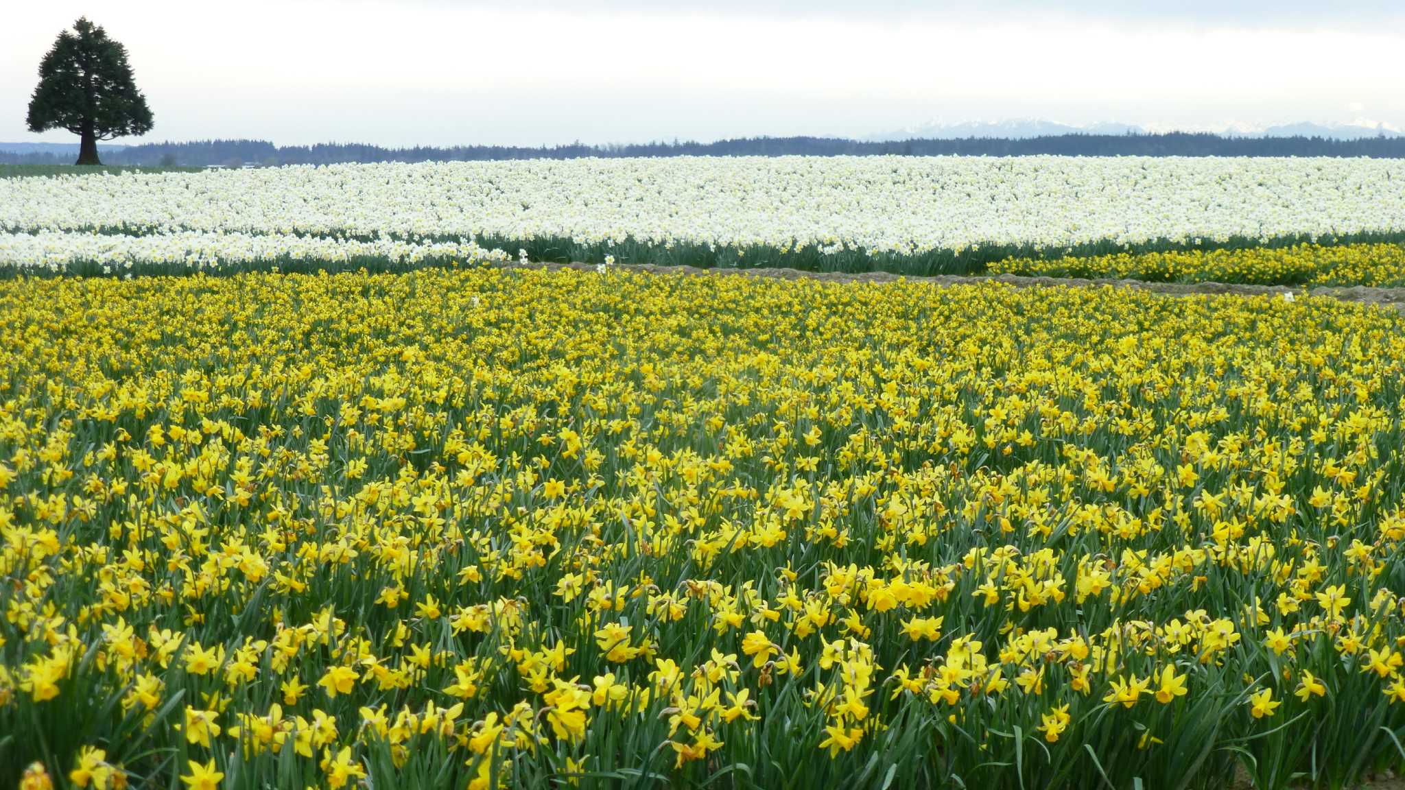 Daffodil and tulip fields you can look at but can’t touch