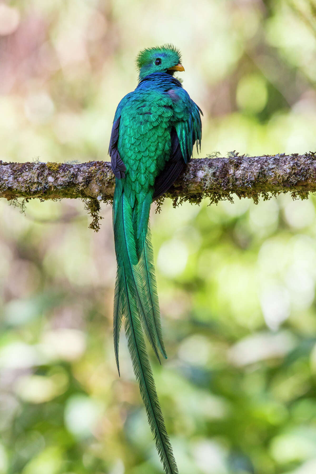 resplendent-quetzal-of-costa-rica-a-show-stopper
