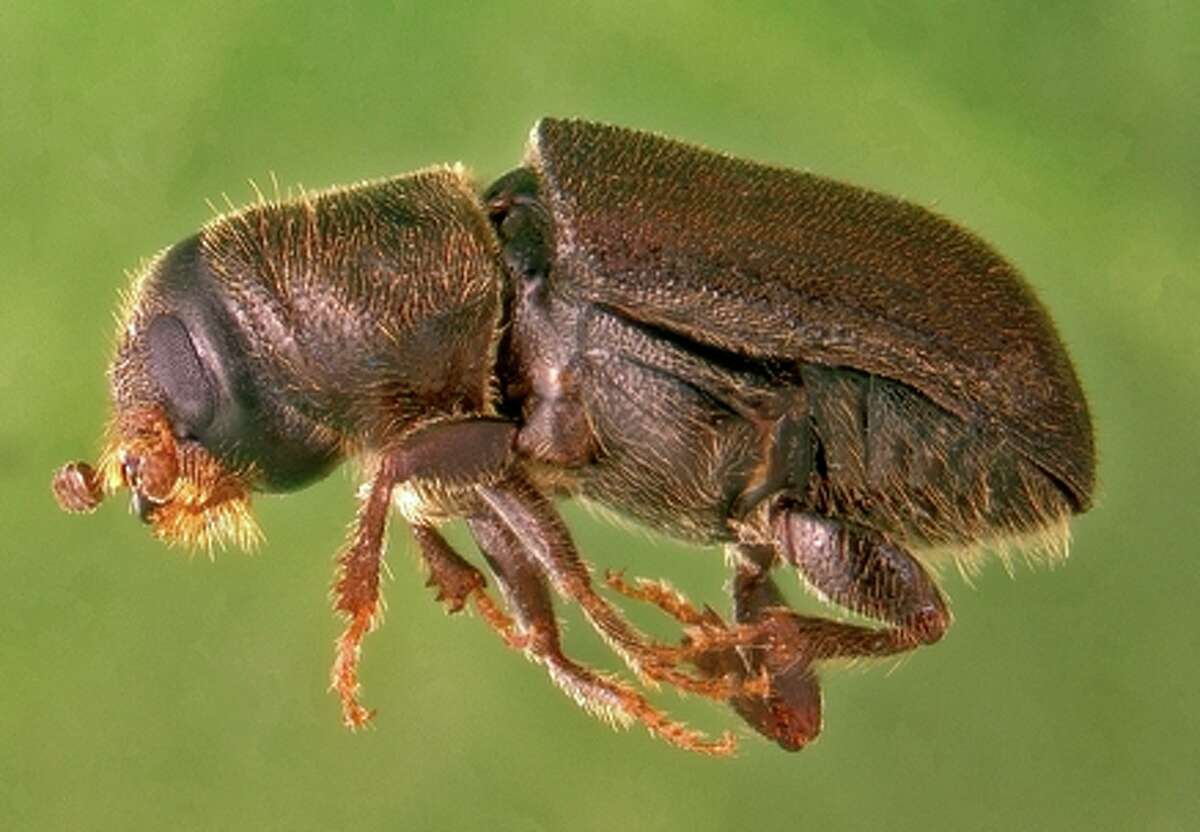 Bark beetles ravaging drought-stricken forests in California