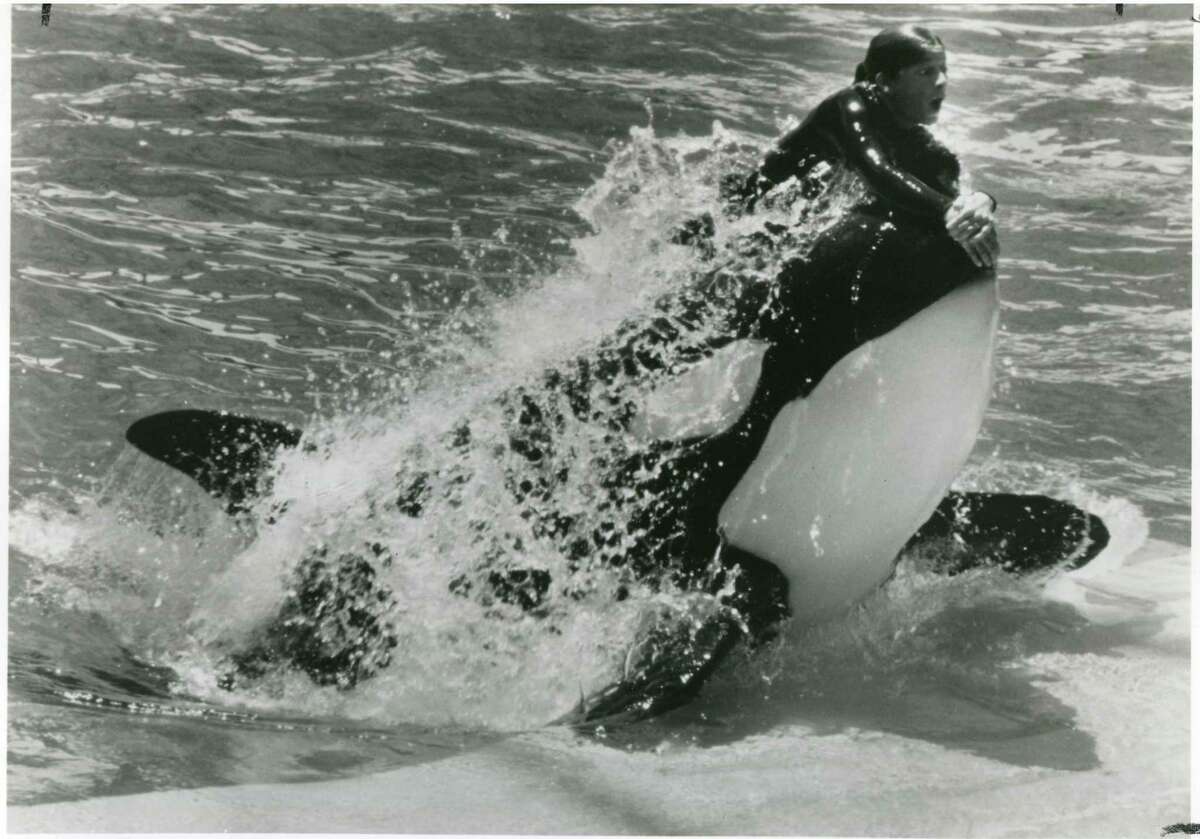 A trainer surges with Shamu.
