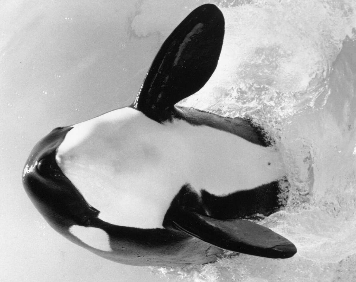 Shamu and Sea World have captivated audiences in San Antonio since its first opening in 1988. 