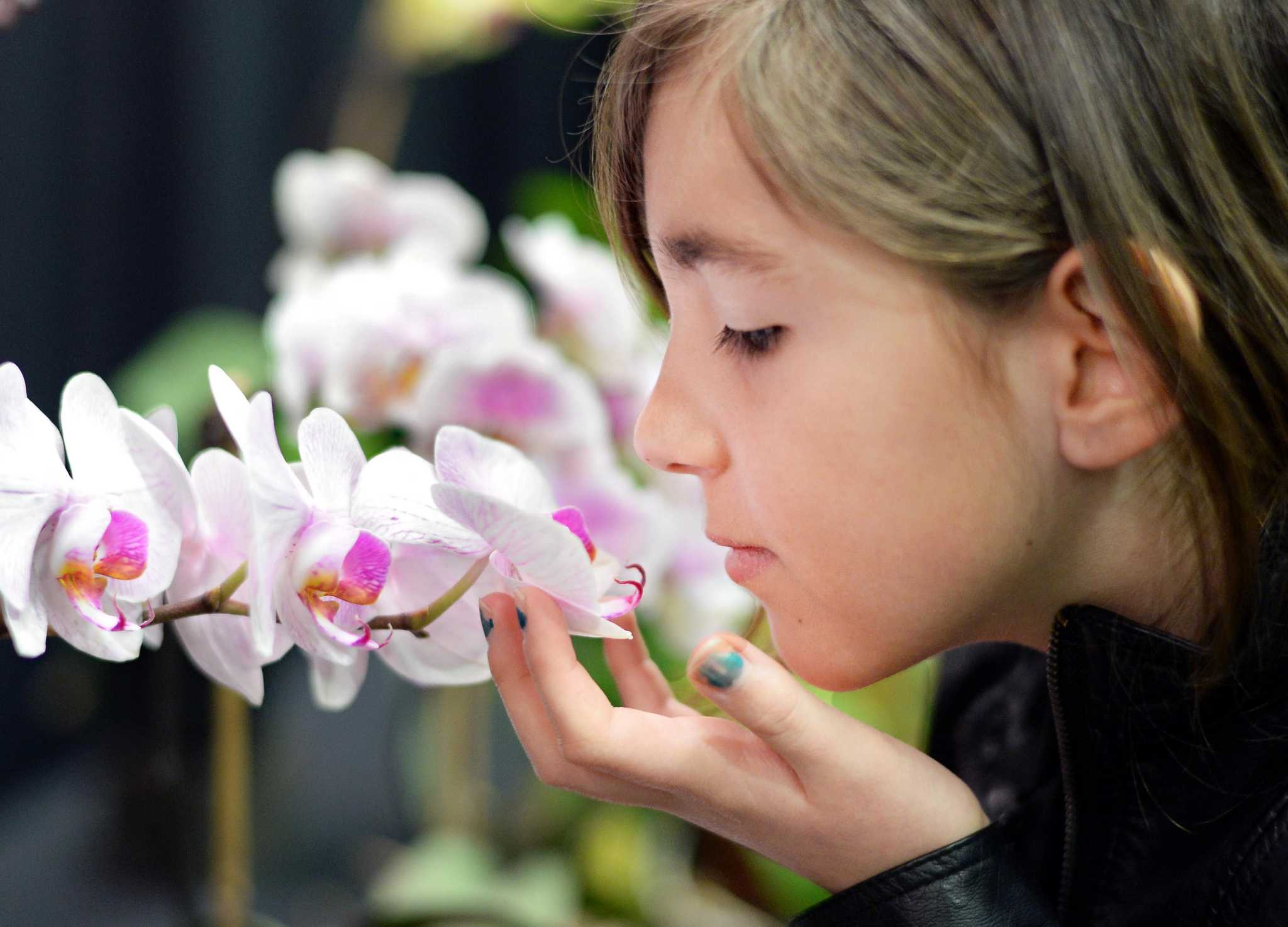 inspiration blooms at capital district garden and flower show at