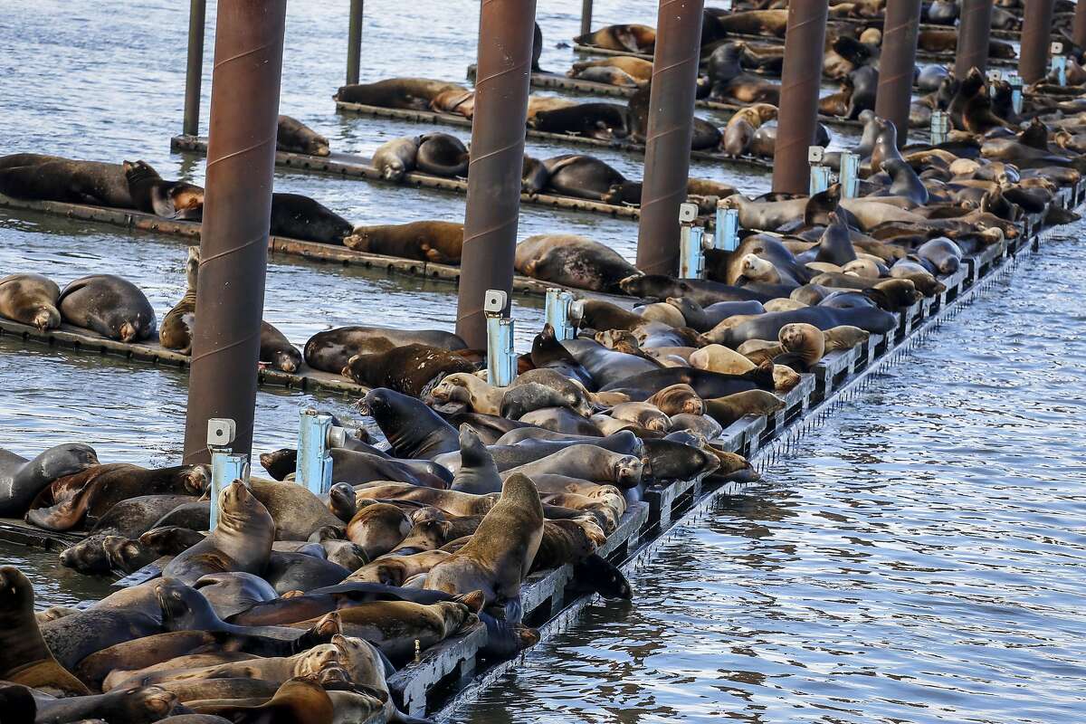 California sea lions amass in Oregon