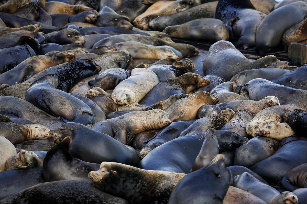 California sea lions amass in Oregon