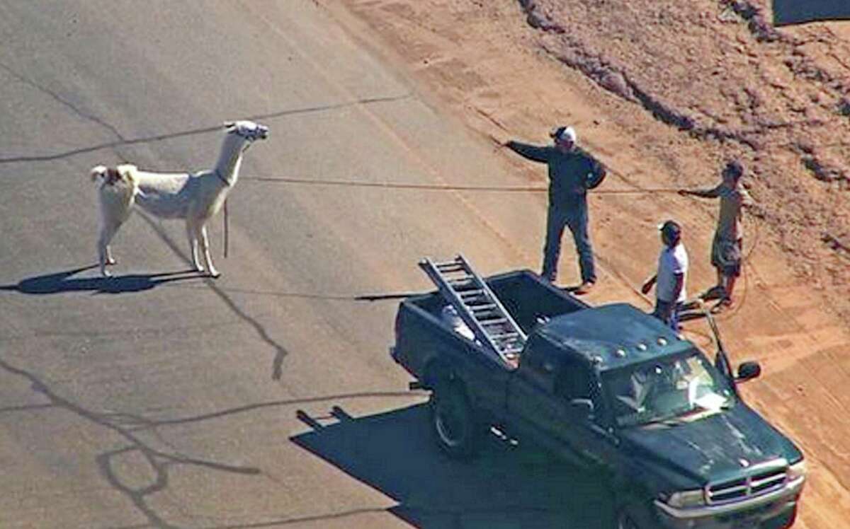 FILE - In this image taken from video and provided by abc15.com on Feb. 26, 2015, men lasso one of two quick-footed llamas after they dashed in and out of traffic before they were captured in Sun City, Ariz. The llamas that became a social media sensation running around the Phoenix suburb last month are saying goodbye to the spotlight. Owners Bub Bullis and Karen Freund say Kahkneeta and Laney, whose televised dash mesmerized the Internet and Sun City residents, will likely be making their last public appearance Saturday, March 28 at a Phoenix race track. MANDATORY CREDIT.