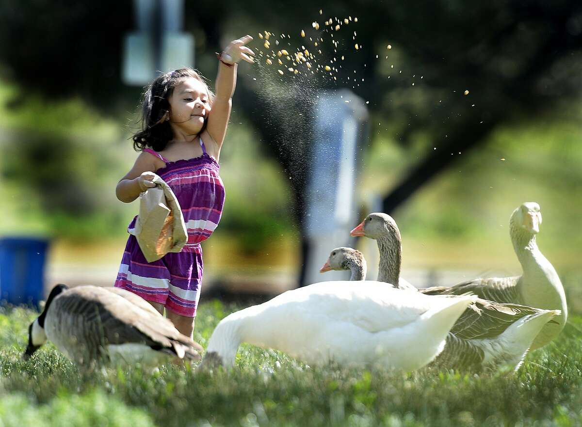 Bella Galvan-Aguliar tosses a handful of feed corn into the air for geese in Lagoon Valley Park, Monday, March 30, 2015, in Vacaville, Calif. The Bay Area could see some much-needed rain late this weekend and early next week, forecasters said Wednesday, April 1, 2015.