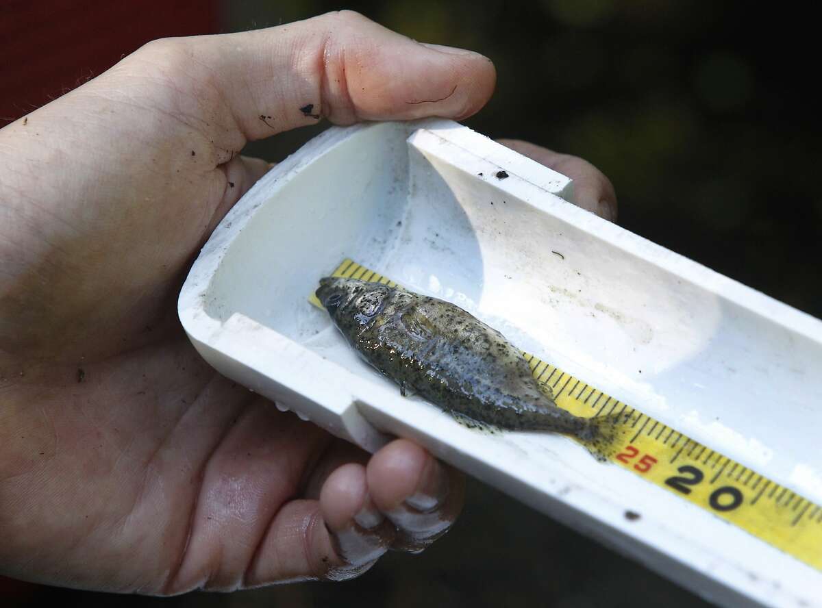 Presidio biologist Jonathan Young measures a three-spine stickleback fish collected from a catch basin on Lobos Creek in San Francisco, Calif. on Wednesday, April 1, 2015. The tiny fish will be reintroduced to Mountain Lake later in the afternoon.