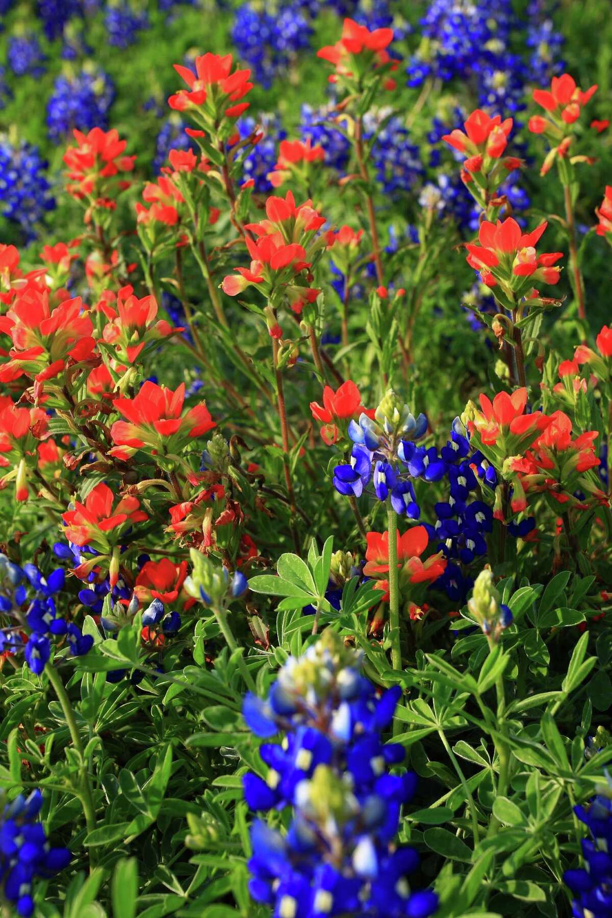 2. There are six different species of bluebonnets  And, they're all a little hard to pronounce if you're not wild about wildflowers: Lupinus subcarnosus, Lupinus texensis, Lupinus havardii, Lupinus concinnus, Lupinus plattensis and Lupinus perennis. 