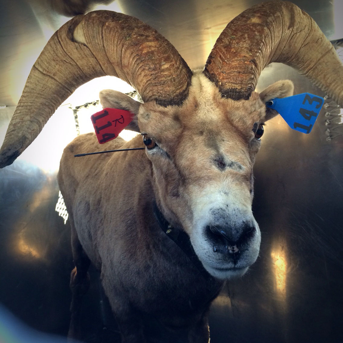 Bighorn sheep reintroduced to Yosemite’s wilderness