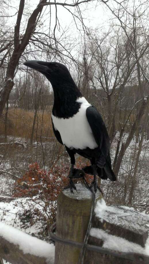 Missing pet crow found in Newtown backyard - NewsTimes