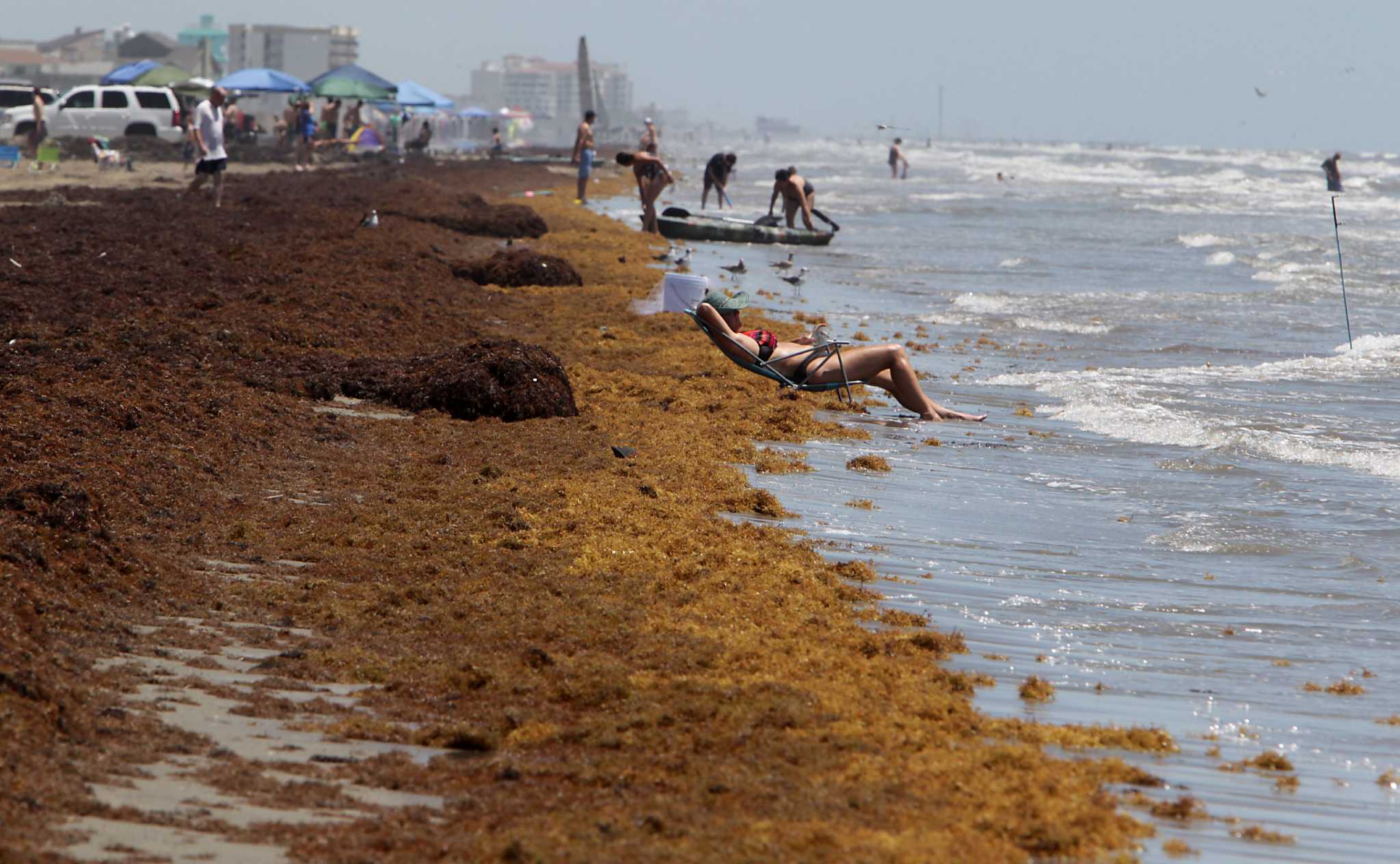 Galveston may be spared from unsightly seaweed this season