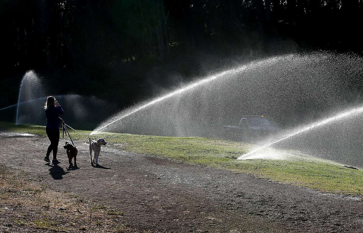 A pedestrian walks her dogs by sprinklers watering the lawn in Golden Gate Park on April 2, 2015 in San Francisco, California. A San Francisco couple is accused of taking their dogs to Golden Gate Park and commanding them to attack wild animals, police said.