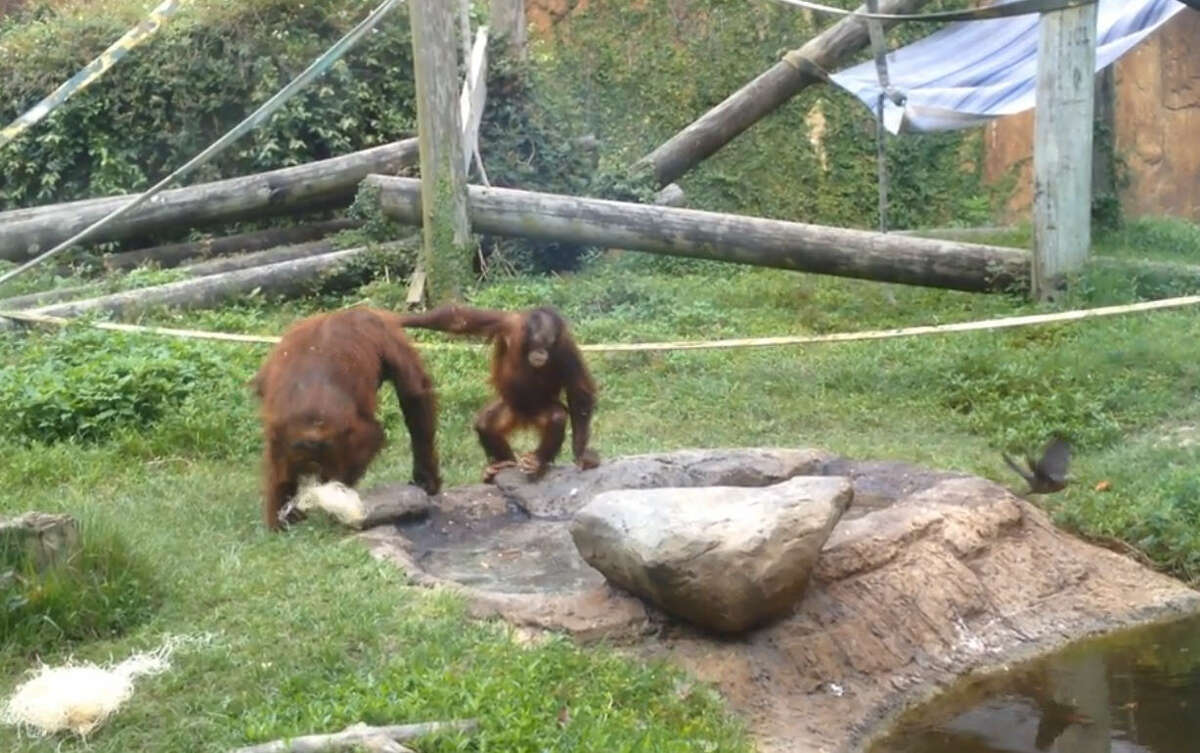 Easter equally fun for orangutans, patrons at Houston Zoo