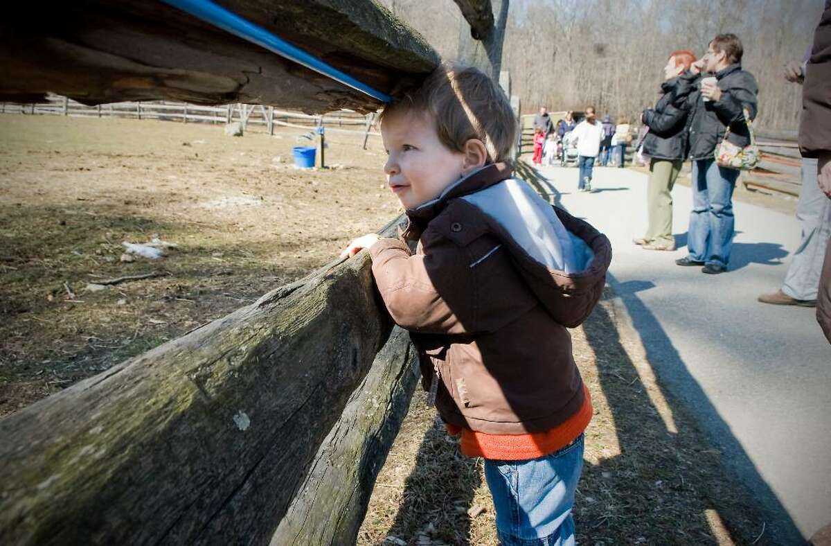 Festival showcases maple sugar concoctions