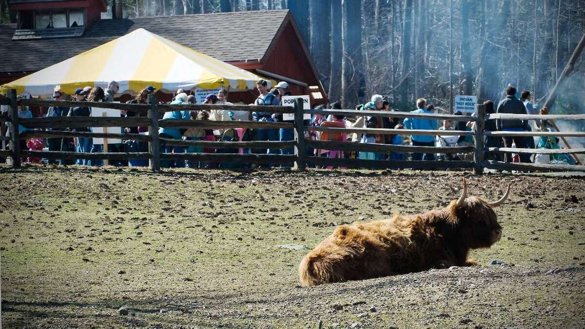 Festival showcases maple sugar concoctions