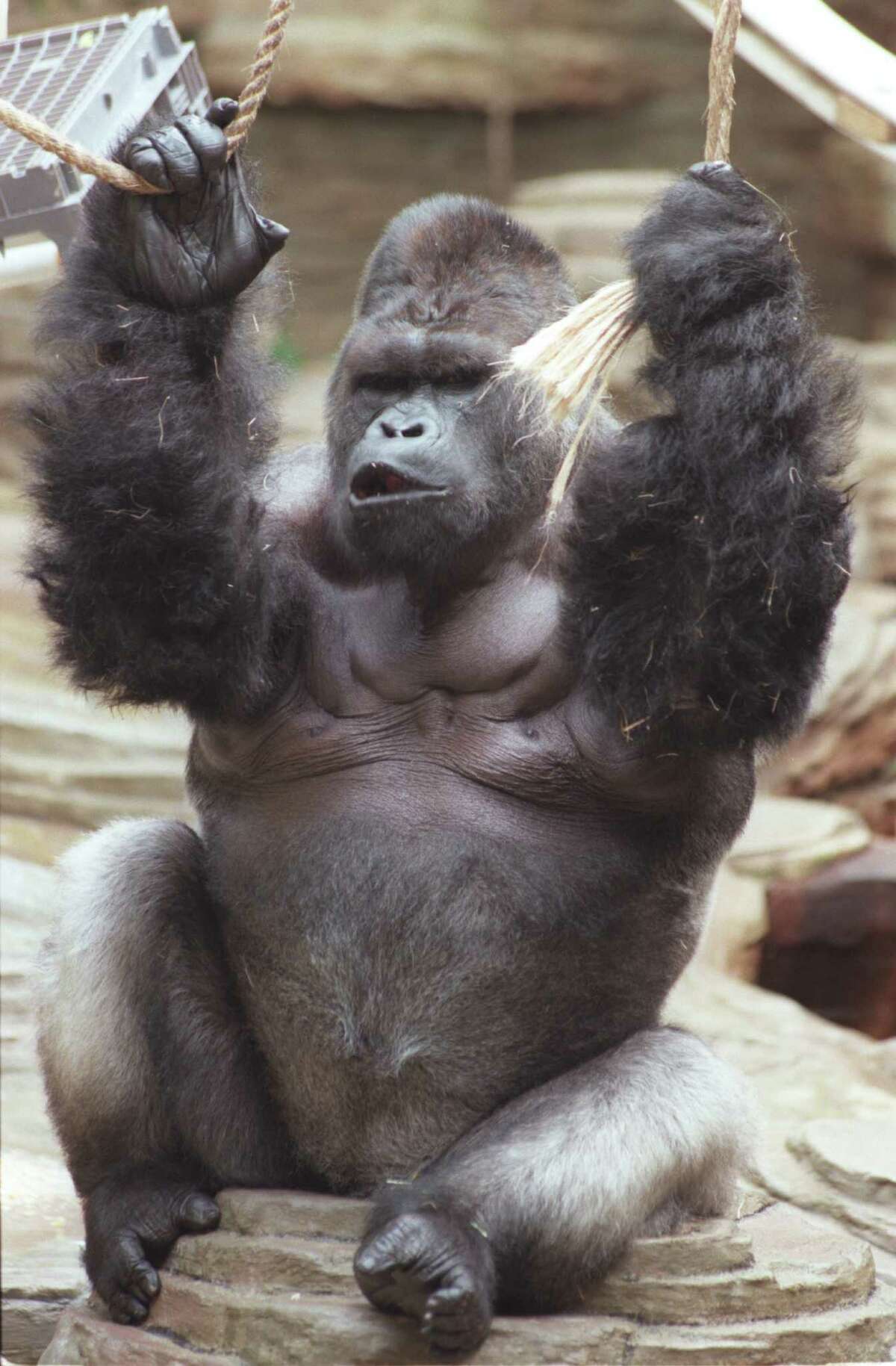 Houston favorite gorilla, M'Kubwa, was 43 when this photo was shot in 1996 at the Houston Zoo. He died in 2004 at age 51.