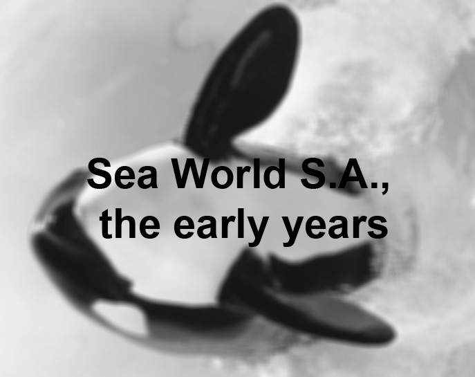 Yet Another SeaWorld Tragedy: Beluga Mysteriously Dies At 38, Decades  Before Whales In The Wild - The Dodo