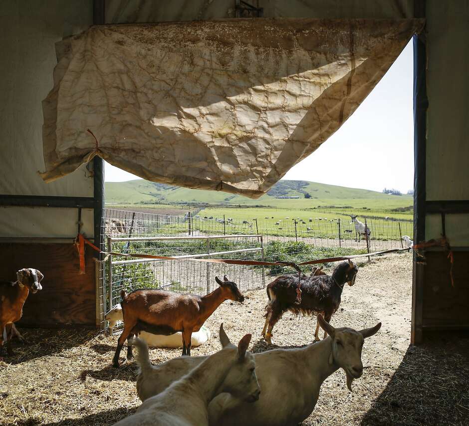 Petaluma’s farmstead dairy revival