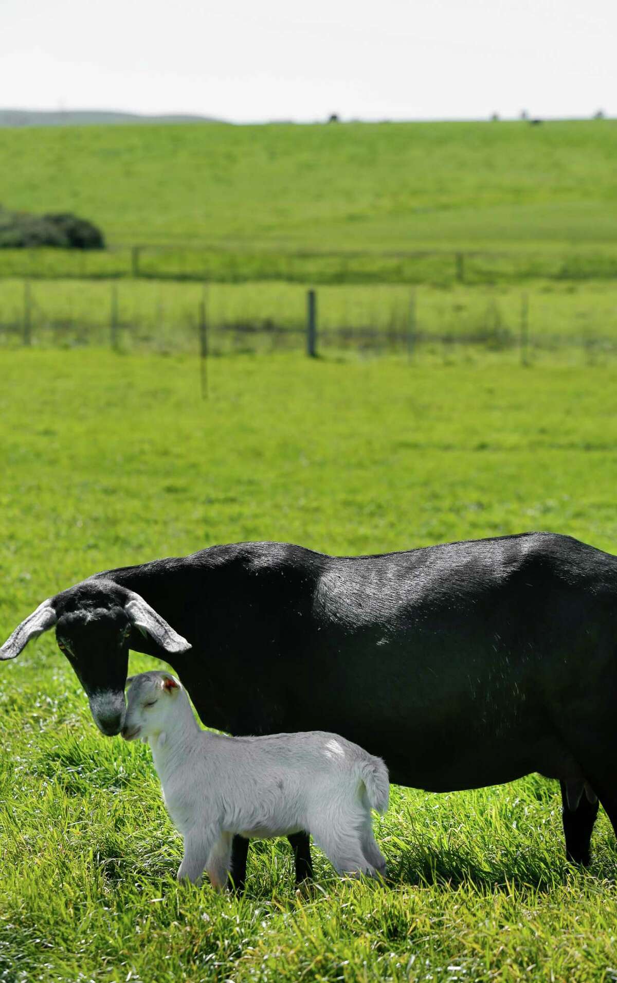 Petaluma’s farmstead dairy revival